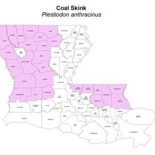 Coal Skink Facts and Pictures