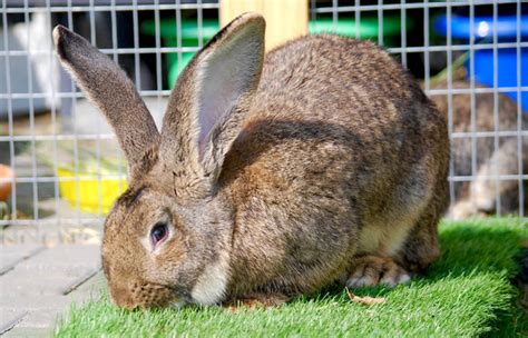 Large Rabbit Breeds: What You Need to Know – Petsmont