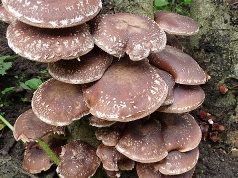 Shiitake Descubre Las Propiedades Del Lentinus Edodes La Casa De Las Setas