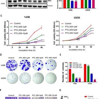 Sik Functions As A Tumor Suppressor In Os Cells A Relative Expression