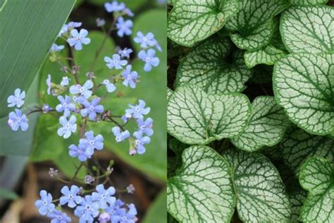 Brunnera macrophylla “Jack Frost”