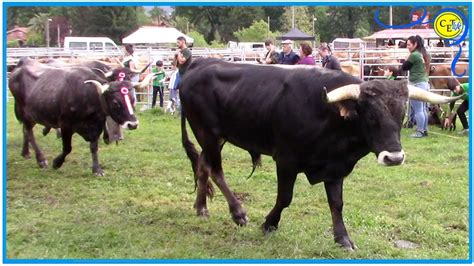 FERIA DE GANADO EN GURIEZO CANTABRIA 2023 exposicion bovino 3ª parte