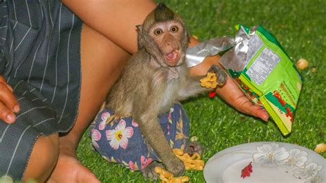 Baby Monkey Jojo Eating Delicious Snack Youtube