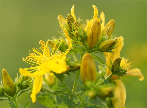 Echtes Johanniskraut Hypericum Perforatum Naturfotografie