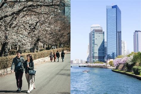 Cherry Blossoms in Osaka: Everything You Need to Know for Your Trip