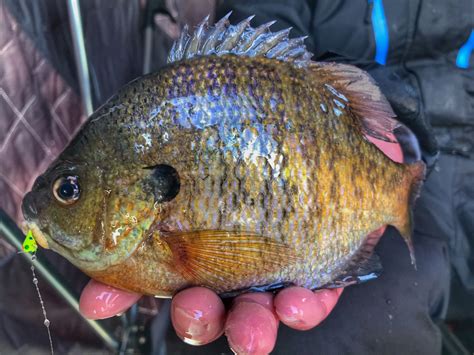 Panfish in the Abyss – Late Season Ice Fishing