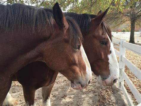 Grant’s Farm Clydesdale Tour – Amanda Markel