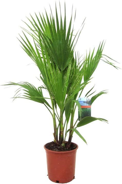 Plant in a Box Washingtonia Robusta Palmen Winterhart draußen für