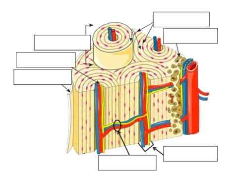 Compact Bone Microscopic Labeling Diagram Quizlet