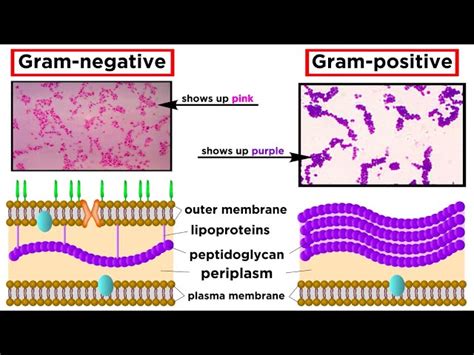 Antibiotics for gram negative bacilli uti