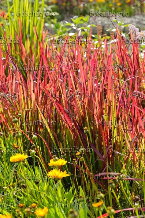 Image Japanese Blood Grass Imperata Cylindrica Red Baron Syn