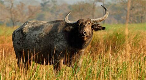 Kaziranga National Park Safari Tour Best Price For Days North East