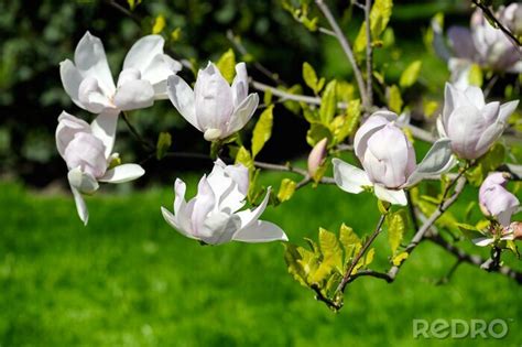 Fototapete Weiße Magnolien im Garten nach Maß myredro de