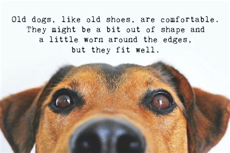 Dog Quotes | Text & Image Quotes | QuoteReel