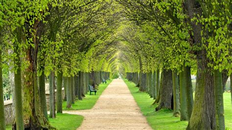 Lindenallee baumgesäumter Fußweg durch den Park im Frühling Bing Fotos