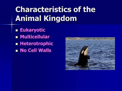 Ppt Kingdom Animalia Powerpoint Presentation Free Download Id853955