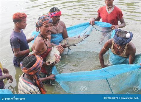 Pescadores Capturando Peces De Hierba Grande En La Pesca Comunitaria