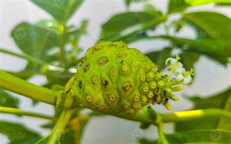 Fruta De Noni Morinda Citrifolia Con Flores Populares Entre Las