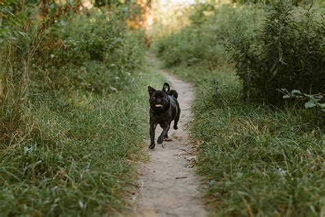 High Park Pug Border Collie Session Danica Oliva Pet Photography