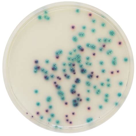 Chromagar Colorex Pseudomonas Biolife Cromogeni