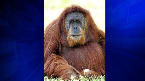 Pregnant orangutan dies at Zoo Miami after emergency procedure - WSVN ...