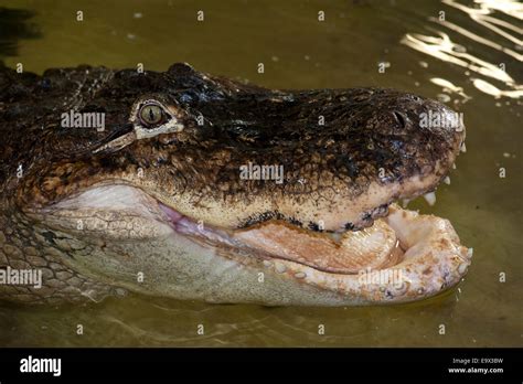 American Alligator Alligator Mississippiensis Stock Photo Alamy