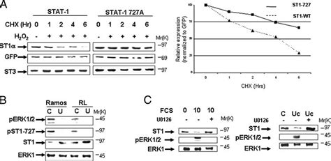 Stability Of STAT1 Is Modulated By The Activity Of ERK Kinase A