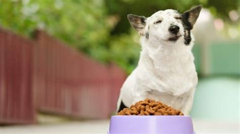 The 12 Best Dry Dog Foods for Convenience, Health, and Price