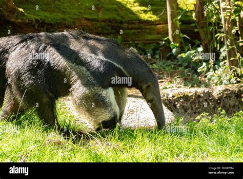 Anteater habitat hi-res stock photography and images - Alamy