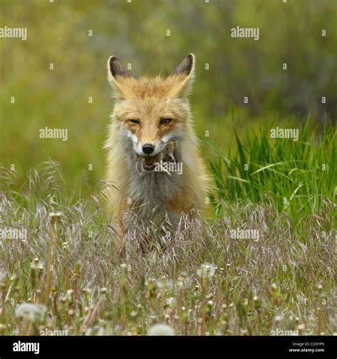 Red fox squirrel hi-res stock photography and images - Alamy