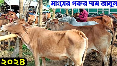 মাংসের গরুর দাম জানুন কুমিল্লার বরুড়া আড্ডা বাজার থেকে আজকের গরুর