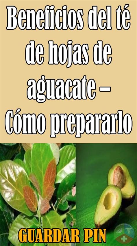 Beneficios del té de hojas de aguacate Cómo prepararlo Hoja de