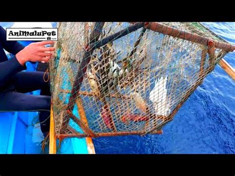 Awesome Squid Trap Catch Many Squid Nakahuli Ng Maraming Pusit Youtube