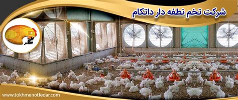 بهترین منبع برای آشنایی کامل با تجهیزات مرغداری شرکت تخم نطفه دار