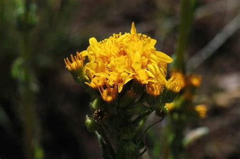 Tall Western Groundsel Plants Of Crawford State Park Inaturalist