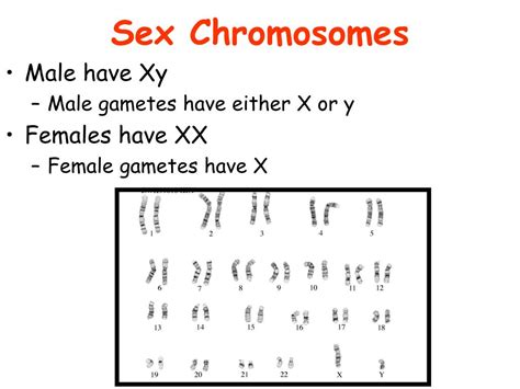 Powerpoint Presentation Chromosomes Hot Sex Picture