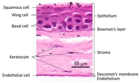 Corneal Epithelium Layers