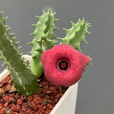 Huernia Pink Eye Stapeliads Store Tropics Home