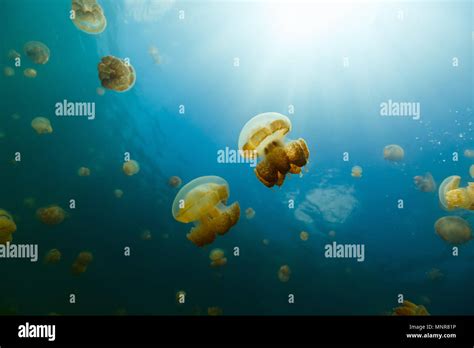 Underwater Photo Of Endemic Golden Jellyfish In Lake At Palau