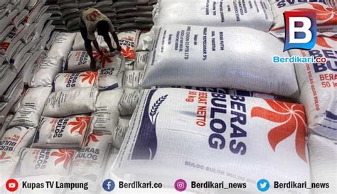 Berdikari Bulog Lampung Mulai Distribusikan Cpp Beras Tahap Ii