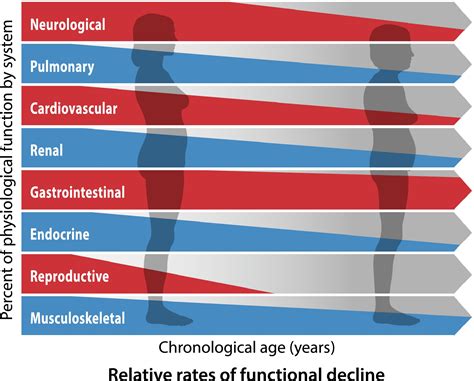 Molecular And Physiological Manifestations And Measurement Of Aging In