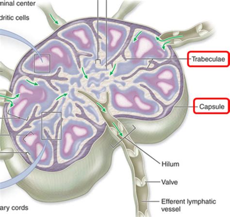 Lymphatic System Flashcards Quizlet