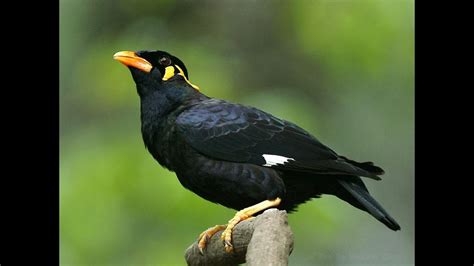 Talking Mynah Bird Youtube