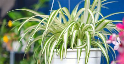 10 Indoor Plants That Are Impossible To Kill