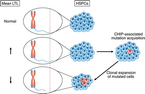 Mendelian Randomization Supports Bidirectional Causality Between