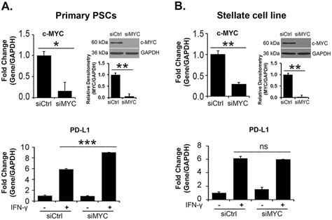 C Myc Knockdown Does Not Decrease Ifn γ Induced Pd L1 Expression A B