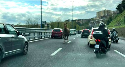 Napoli Cavallo In Tangenziale Contromano Paura Tra Gli Automobilisti