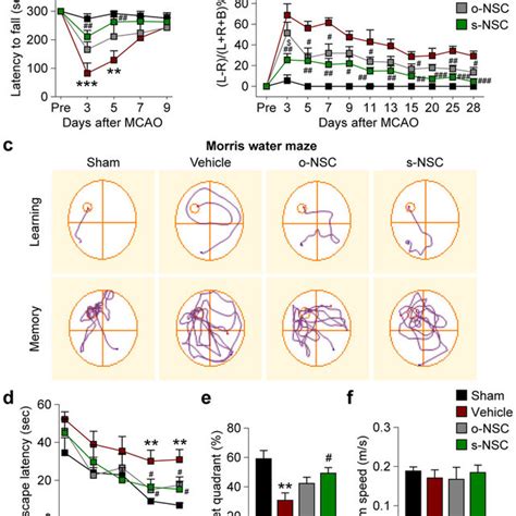 Transplantation Of S Nscs Enhances Microglia Macrophage Polarization