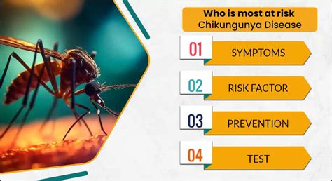 What Is Chikungunya Fever Symptoms Cause Test And Prevention