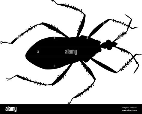 Silhouette Of Beetle Beetle Close Up Detailed Vector Beetle Icon On